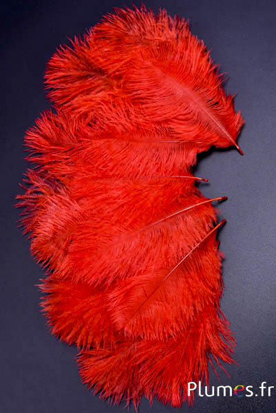 Strauss Bellies - 8-13 cm - blutorange